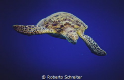 Green sea turtle by Roberto Schreiter 